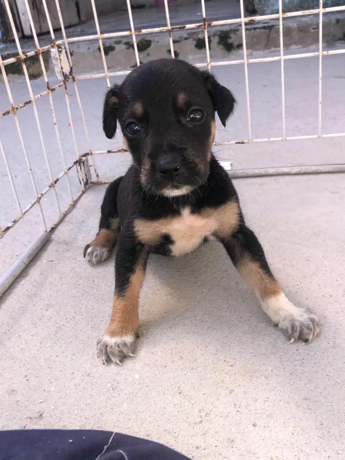 Cachorro ra a SRD-ViraLata idade Abaixo de 2 meses nome Filhotes fêmeas para adoção 
