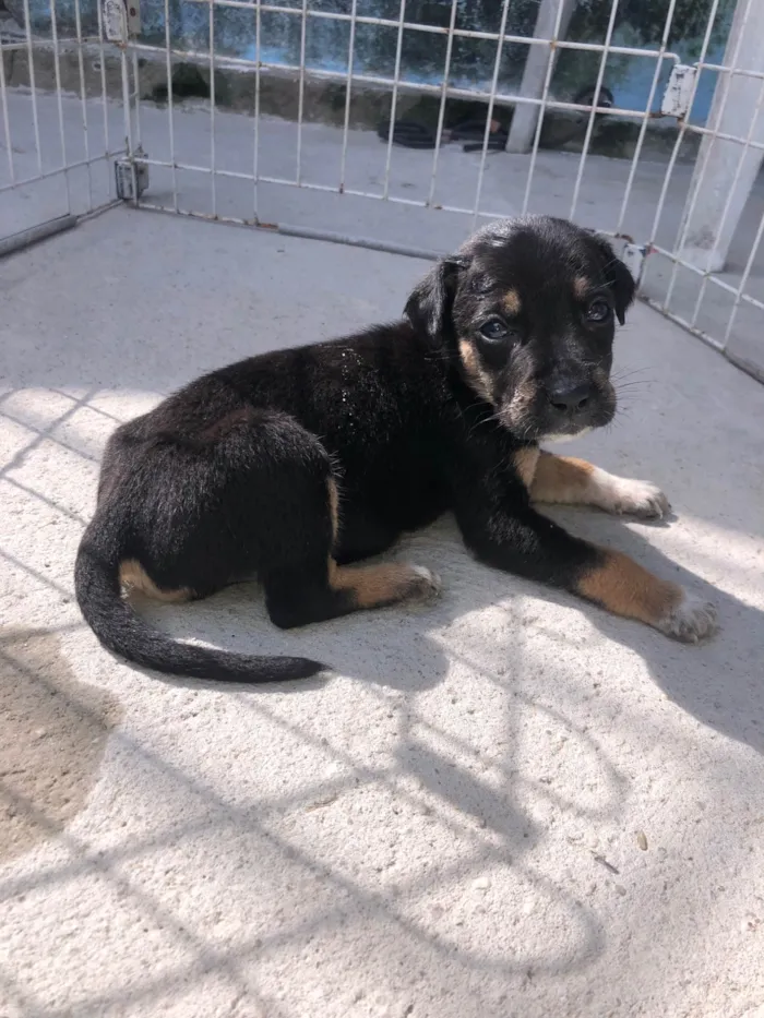 Cachorro ra a SRD-ViraLata idade Abaixo de 2 meses nome Filhotes fêmeas para adoção 