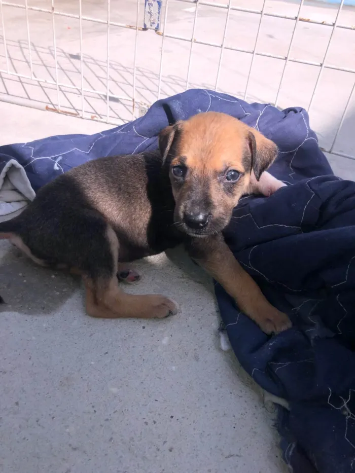 Cachorro ra a SRD-ViraLata idade Abaixo de 2 meses nome Filhotes fêmeas para adoção 