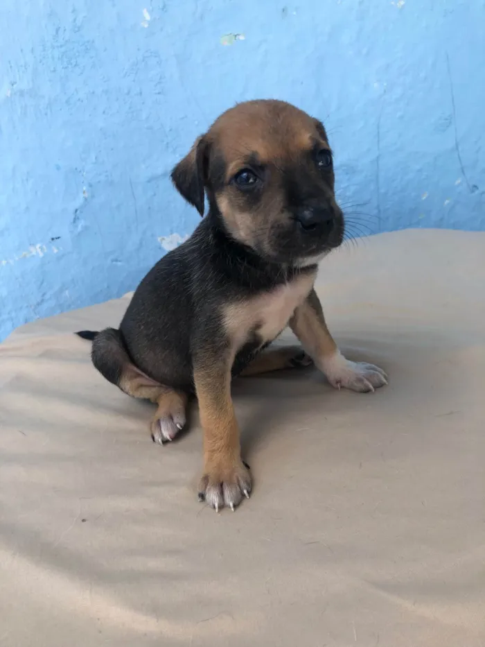 Cachorro ra a SRD-ViraLata idade Abaixo de 2 meses nome Filhotes fêmeas para adoção 