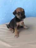 Filhotes fêmeas para adoção