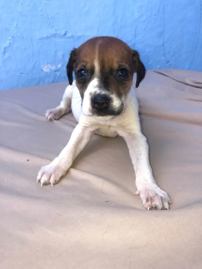 Cachorro ra a SRD-ViraLata idade Abaixo de 2 meses nome Filhotes fêmeas para adoção 