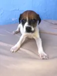 Filhotes fêmeas para adoção