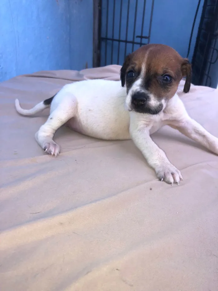Cachorro ra a SRD-ViraLata idade Abaixo de 2 meses nome Filhotes fêmeas para adoção 