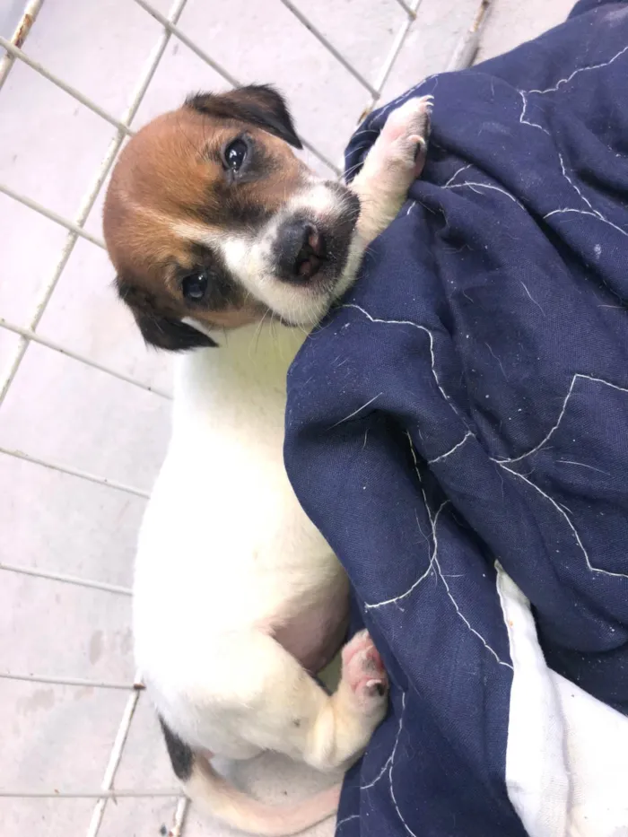 Cachorro ra a SRD-ViraLata idade Abaixo de 2 meses nome Filhotes fêmeas para adoção 