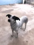 Dora