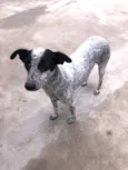 Dora
