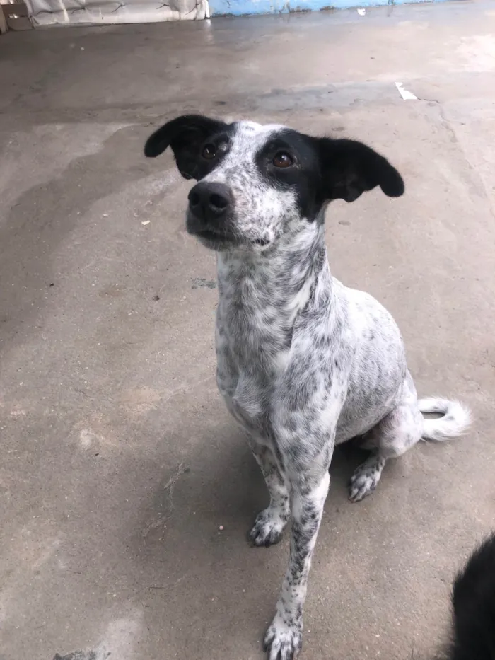 Cachorro ra a SRD-ViraLata idade 1 ano nome Dora