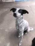 Dora