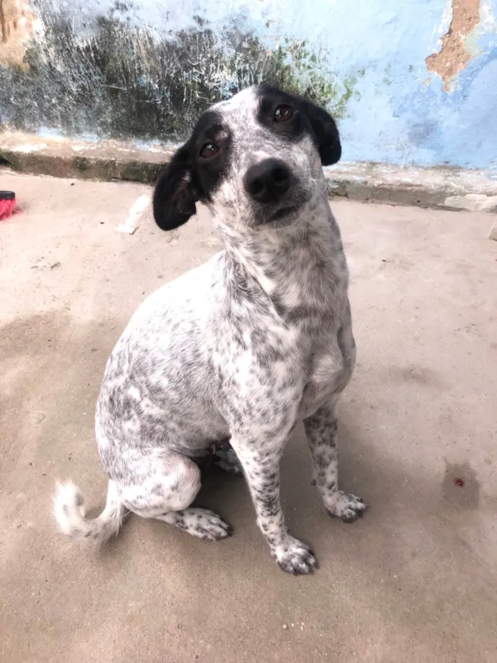 Cachorro ra a SRD-ViraLata idade 1 ano nome Dora