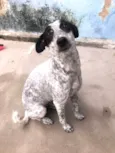 Dora