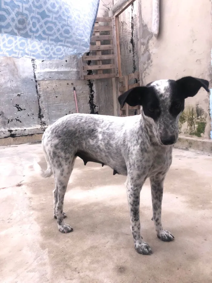 Cachorro ra a SRD-ViraLata idade 1 ano nome Dora