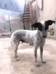 Dora