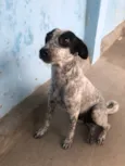 Dora