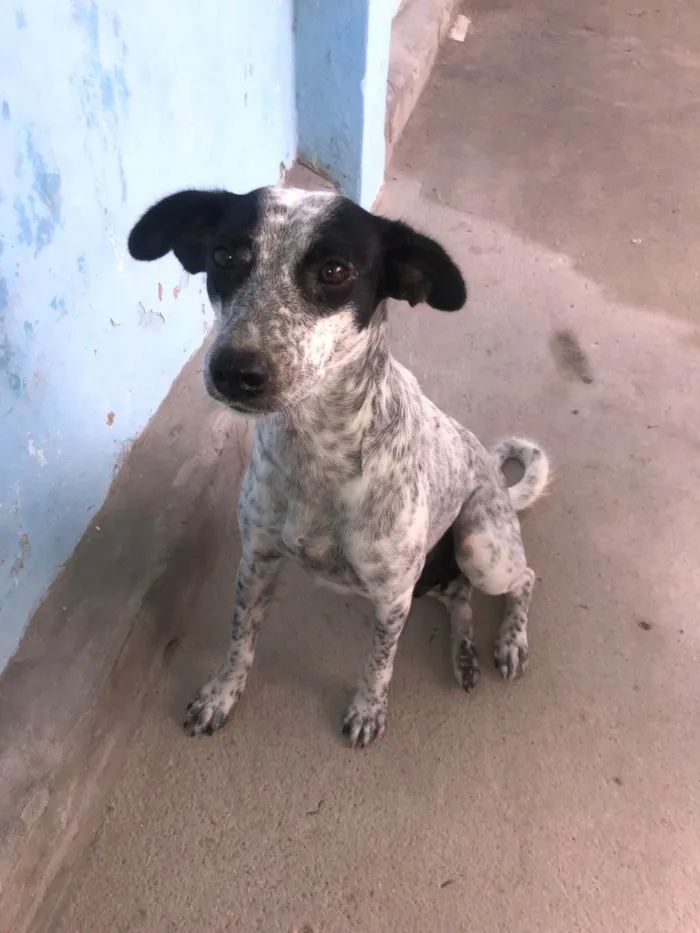 Cachorro ra a SRD-ViraLata idade 1 ano nome Dora
