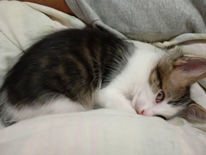 Gato ra a SRD-ViraLata idade 2 a 6 meses nome Sem nome