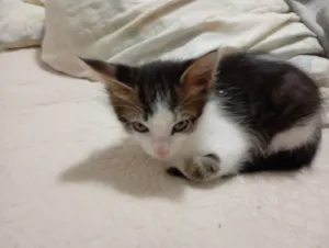 Gato raça SRD-ViraLata idade 2 a 6 meses nome Sem nome