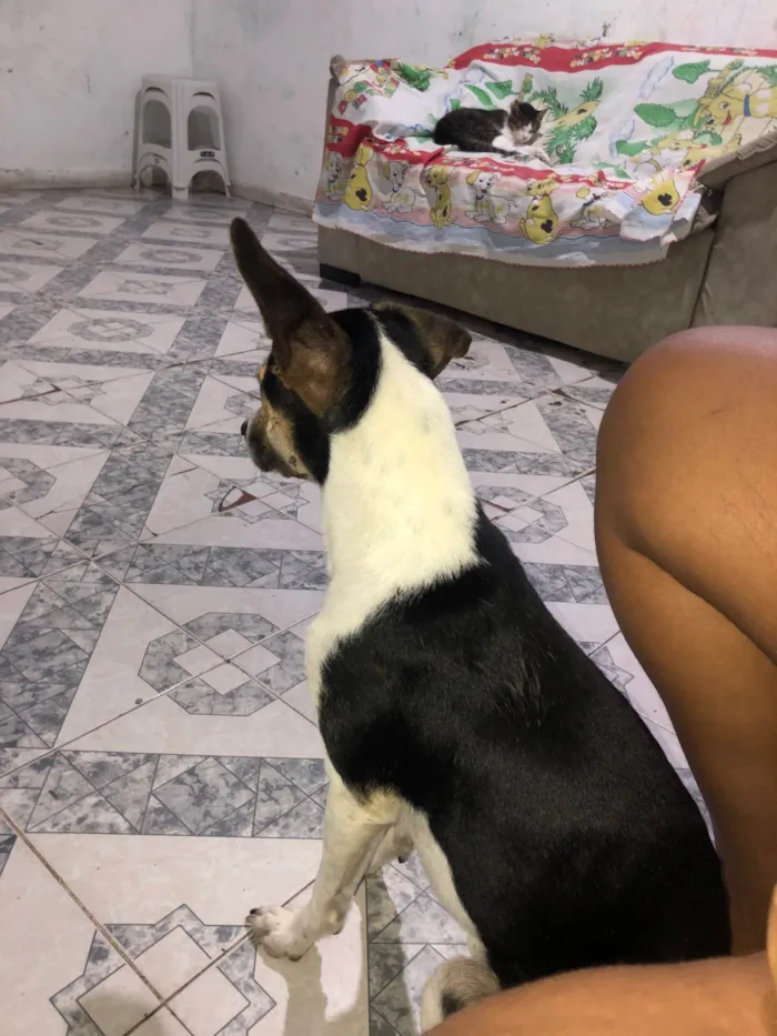 Cachorro ra a SRD-ViraLata idade 2 anos nome Bob