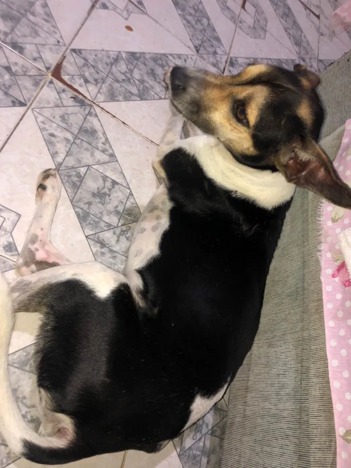 Cachorro ra a SRD-ViraLata idade 2 anos nome Bob