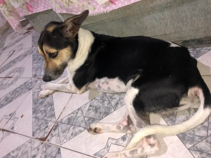 Cachorro ra a SRD-ViraLata idade 2 anos nome Bob
