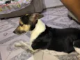 Bob