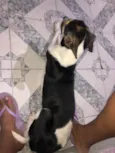Bob