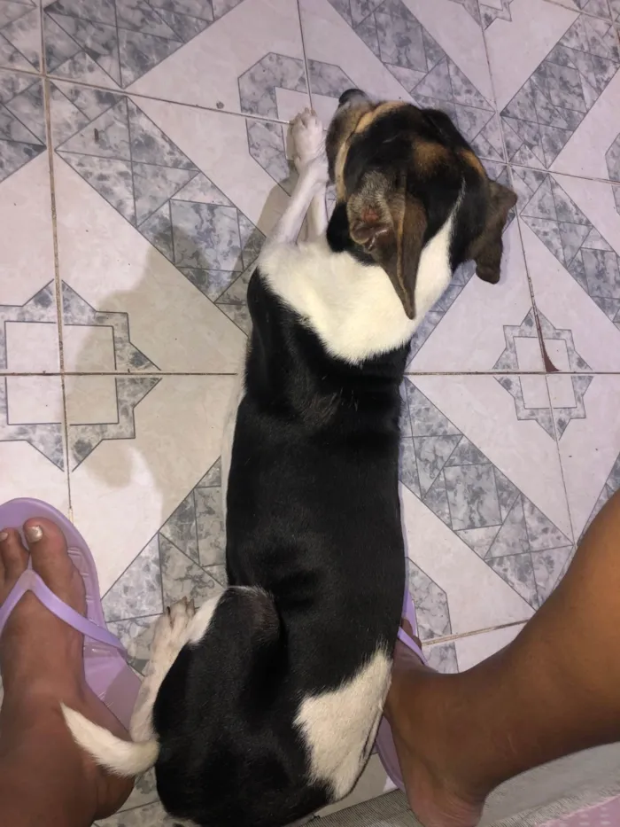Cachorro ra a SRD-ViraLata idade 2 anos nome Bob