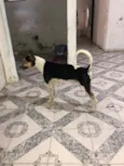 Bob