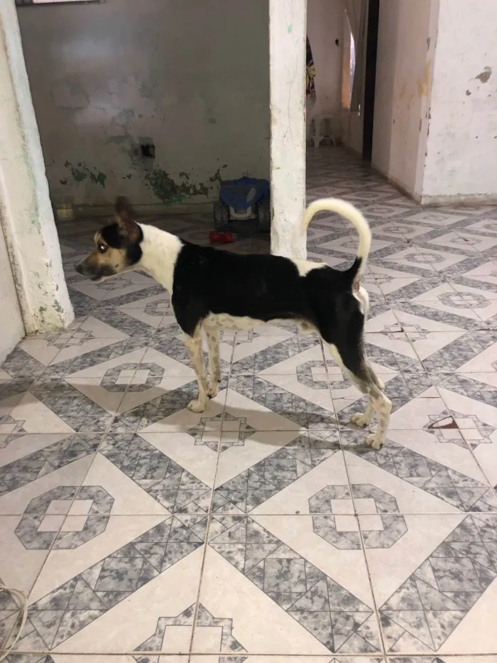 Cachorro ra a SRD-ViraLata idade 2 anos nome Bob