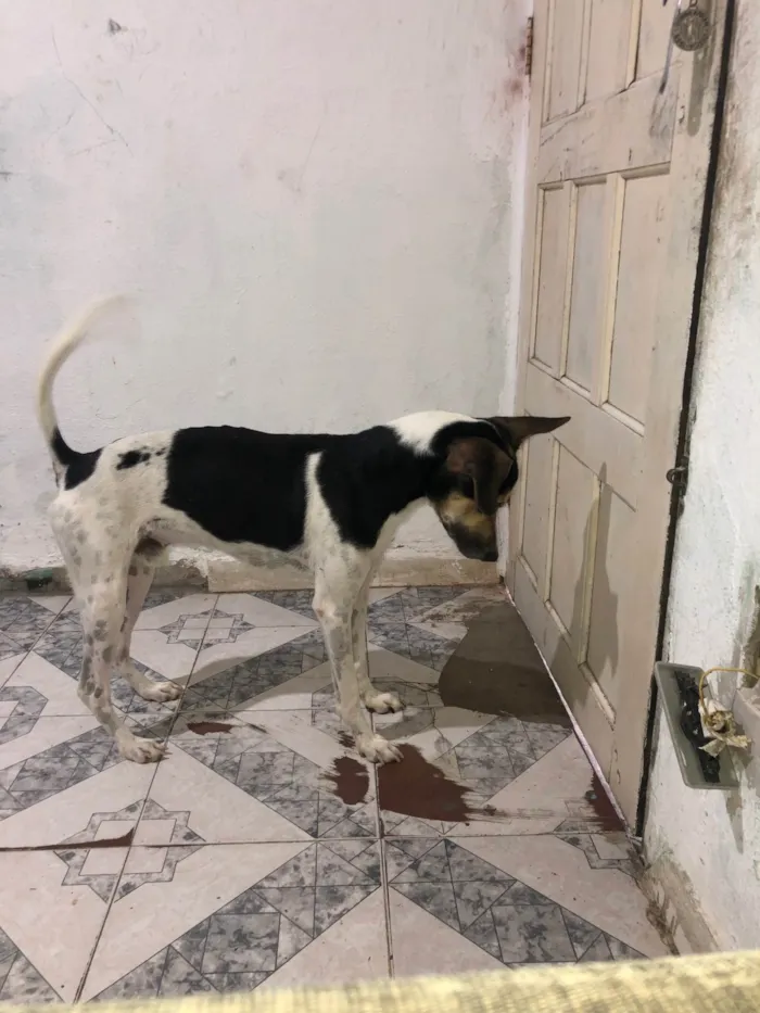 Cachorro ra a SRD-ViraLata idade 2 anos nome Bob