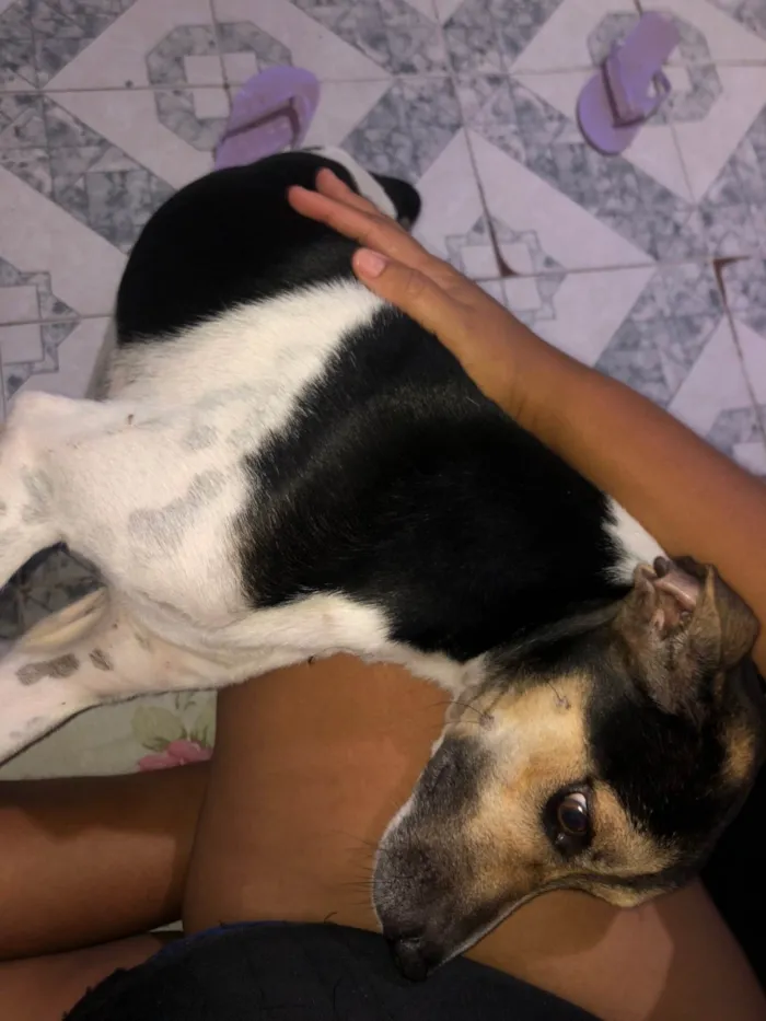 Cachorro ra a SRD-ViraLata idade 2 anos nome Bob