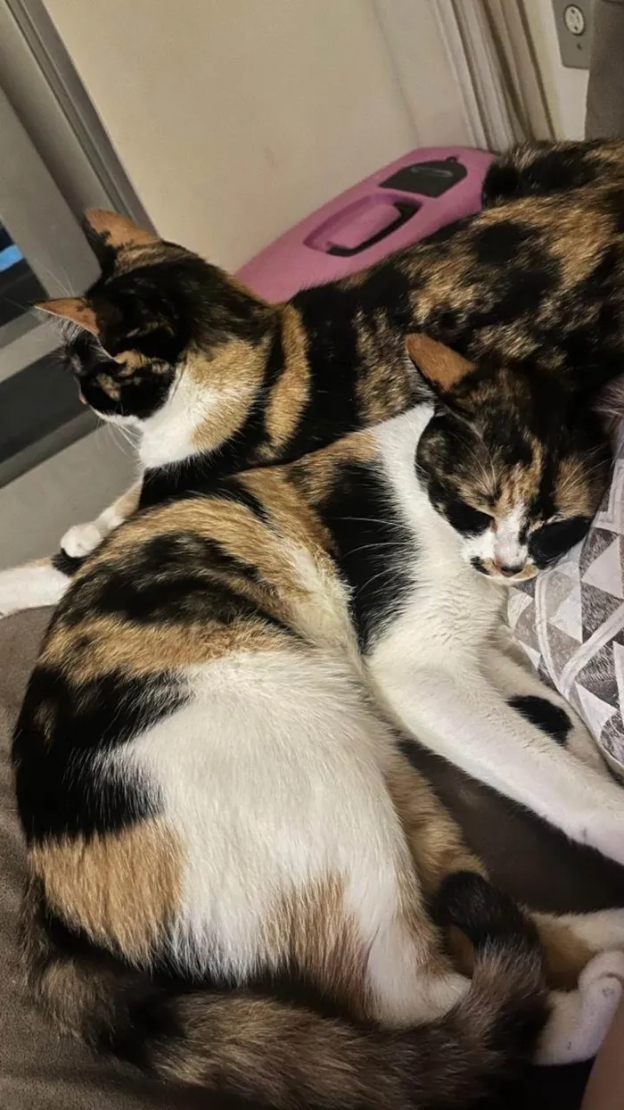 Gato ra a SRD-ViraLata idade 2 anos nome Florinda e Clotilde 