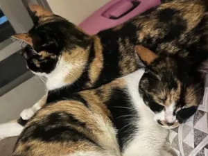 Gato raça SRD-ViraLata idade 2 anos nome Florinda e Clotilde 