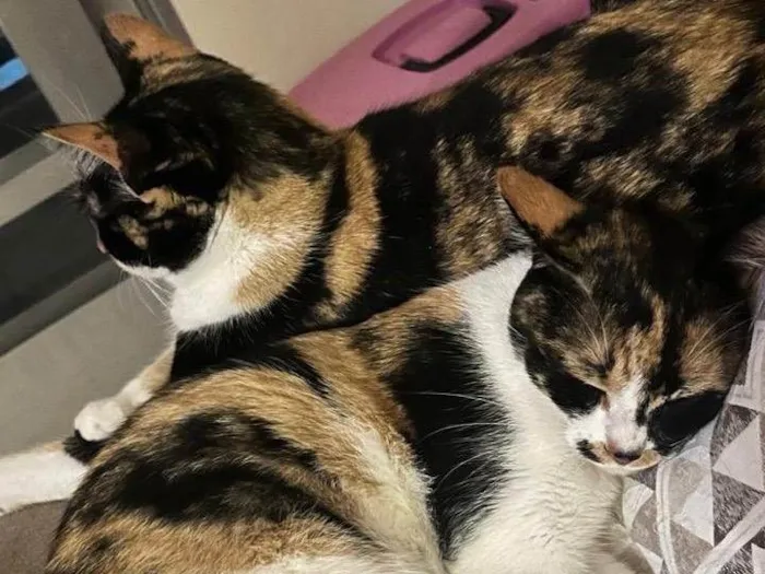 Gato ra a SRD-ViraLata idade 2 anos nome Florinda e Clotilde 