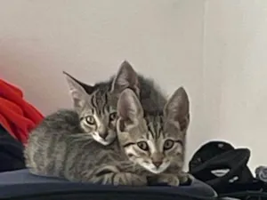 Gato raça SRD-ViraLata idade 2 a 6 meses nome Sem nome