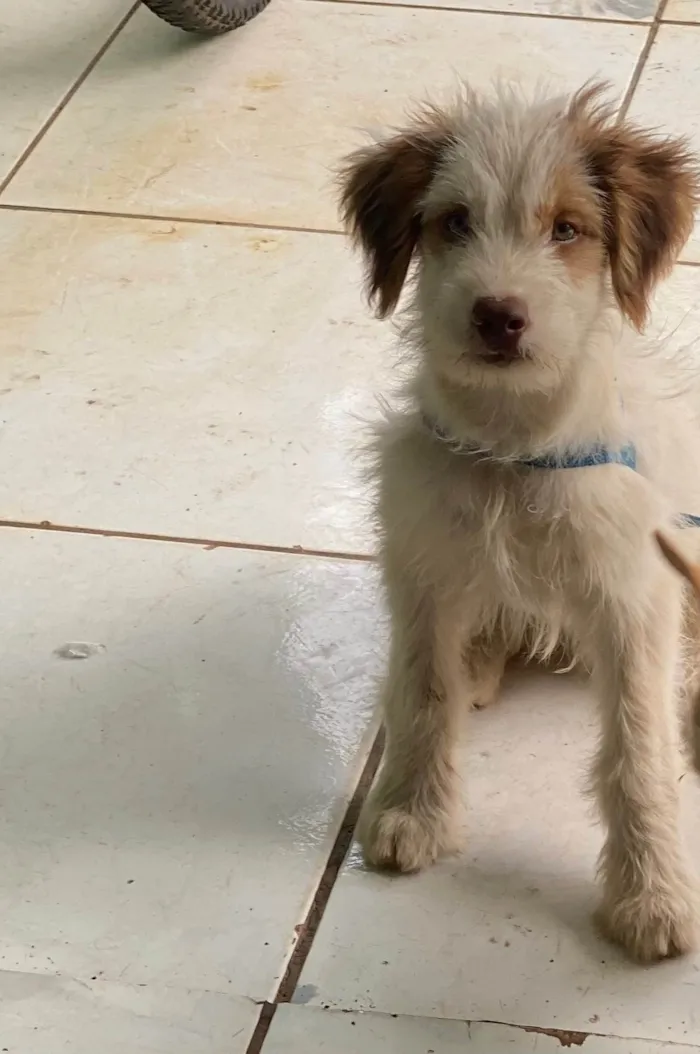 Cachorro ra a SRD-ViraLata idade 2 a 6 meses nome Fred 