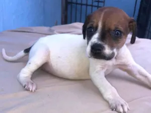 Cachorro raça SRD-ViraLata idade Abaixo de 2 meses nome Filhotes fêmeas para adoção 