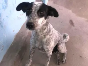 Cachorro raça SRD-ViraLata idade 1 ano nome Dora