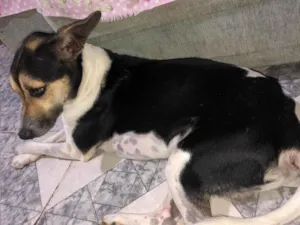 Cachorro raça SRD-ViraLata idade 2 anos nome Bob