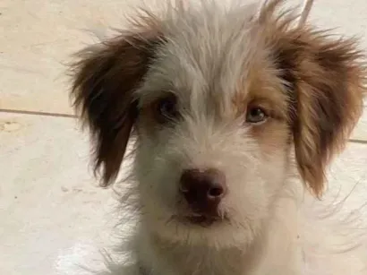 Cachorro raça SRD-ViraLata idade 2 a 6 meses nome Fred 