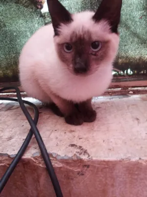 Gato raça Siamês idade 2 a 6 meses nome Gabriella cravo é canela