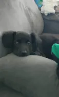 Fifi
