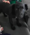 Fifi