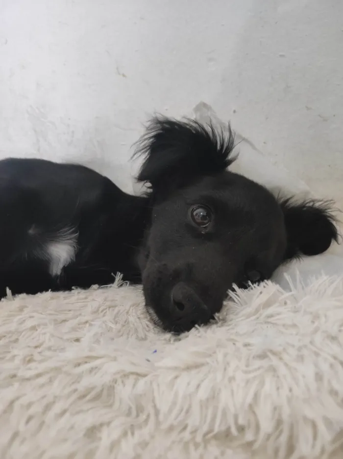Cachorro ra a SRD-ViraLata idade 2 a 6 meses nome Fifi