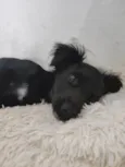 Fifi