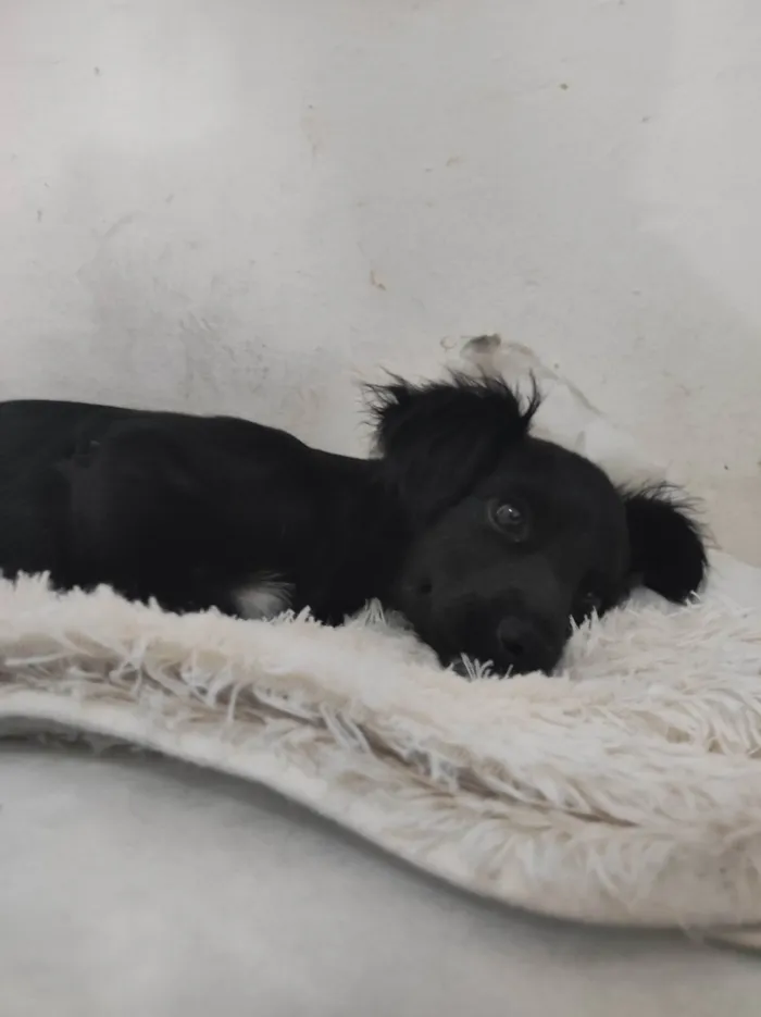Cachorro ra a SRD-ViraLata idade 2 a 6 meses nome Fifi