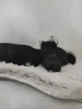Fifi