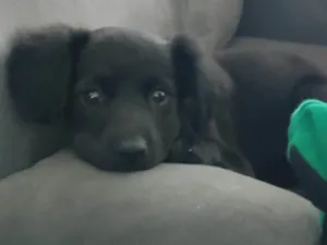 Cachorro raça SRD-ViraLata idade 2 a 6 meses nome Fifi