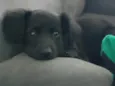 Fifi