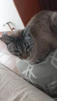 Chico